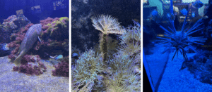 7-Aquarium Life